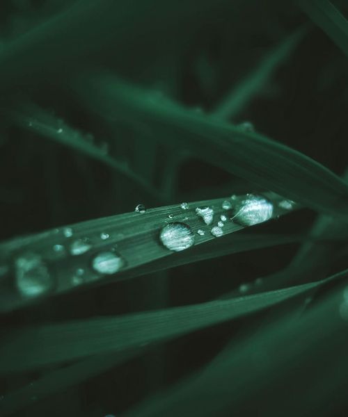 Symbol of natural harmony with herbal leaves and clear droplets